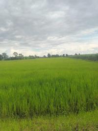ขายที่ดินว่างเปล่า
